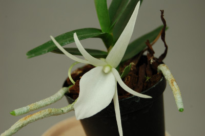 Angraecum didierii