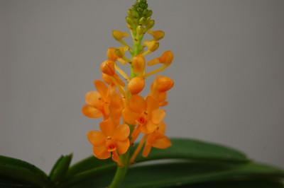 Ascocentrum miniatum