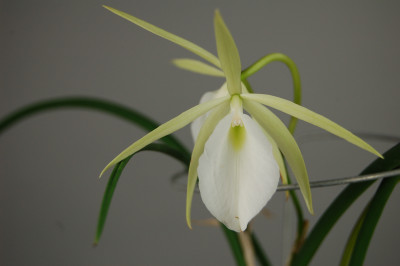 Brassavola nodosa (1 Stiel)
