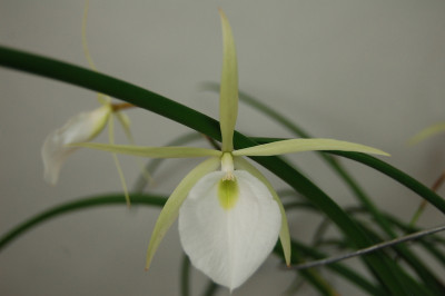 Brassavola perrinii