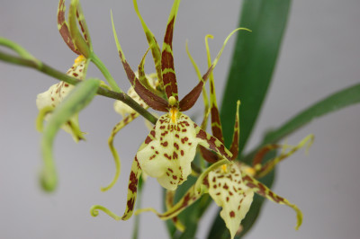 Brassia Eternal Wind 'Summer Dream'