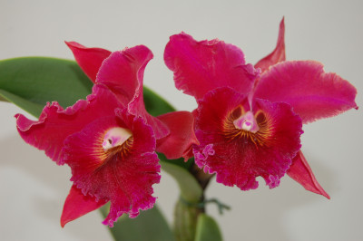 Brassolaeliocattleya Chia Lin 'New City' AM/AOS