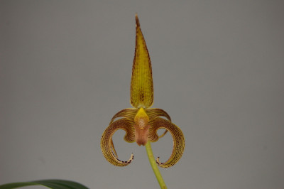 Bulbophyllum lobbii