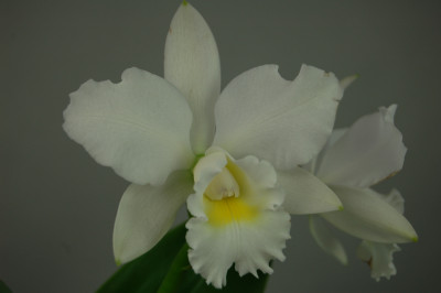 Cattleya Arctic Star 'Snow Queen'