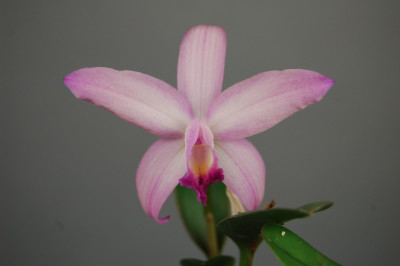 Cattleya aurantiaca x Slc. Mine Gold 'Corona'