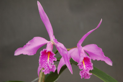 Cattleya maxima (Jgpfl.)