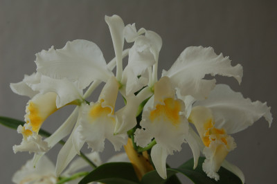 Cattleya mossiae 'wagnerii'