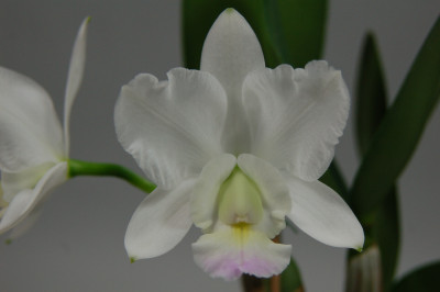 Cattleya walkeriana x loddigesii 'alba'