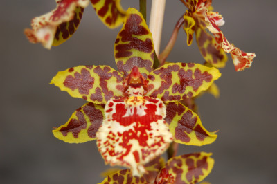 Colmanara Wildcat 'Carmela' (Jgpfl.)