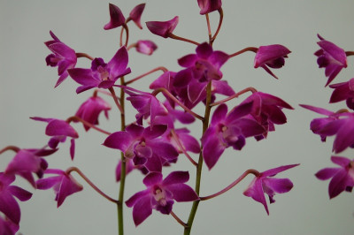 Dendrobium Berry Oda (12+ Rispen)