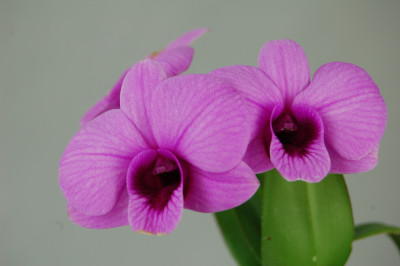 Dendrobium bigibbum compactum 'Anzac Spirit' (1 Blütenrispe)