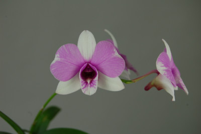 Dendrobium bigibbum compactum 'two tone' (1 Stiel)