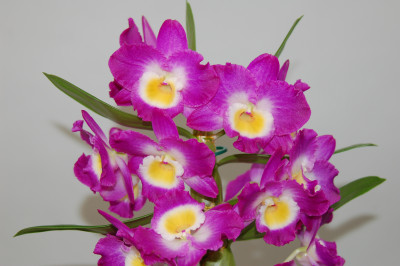 Dendrobium Comet King 'Akasuki' (2 Blütenstiele)