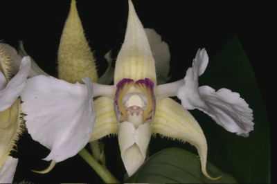 Dendrobium eximium