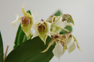 Dendrobium atroviolaceum x D. eximium