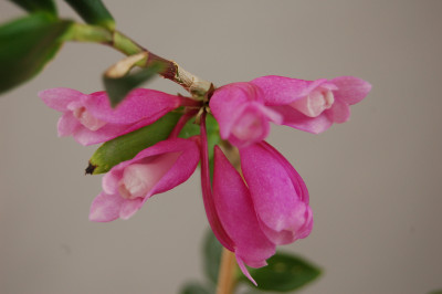 Dendrobium lawesii