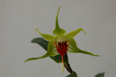 Dendrobium tobaense