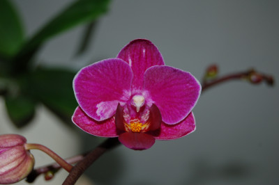 Doritaenopsis Sogo Berry