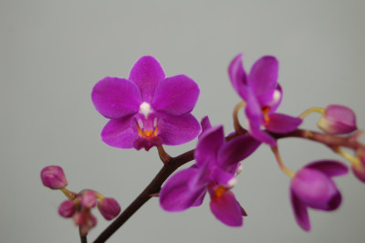 Doritaenopsis Sogo Carmen