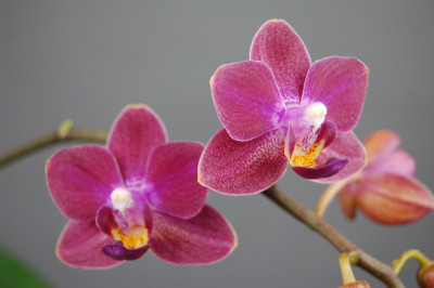 Doritaenopsis Sogo Julice