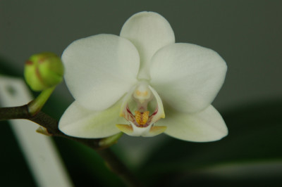 Doritaenopsis Sogo Venis (2 Rispen)