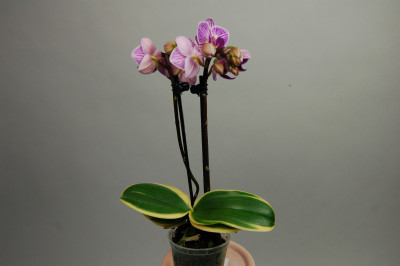 Doritaenopsis Sogo Vivien 'marginata' (2-3 Rispen)