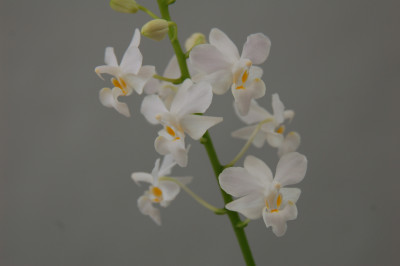 Doritis pulcherrima 'alba' (Jgpfl.)