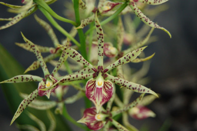 Encyclia cochleatum x prismatocarpum (1 Stiel)