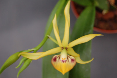 Encyclia vitellinum x cochleatum (1 Rispe)