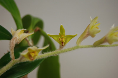 Eria albidotomentosa