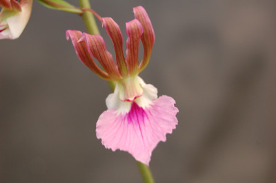 Eulophia guinensis