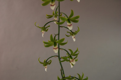 Eulophia euglossa