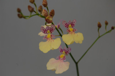 Ionicidium Popcorn 'Haruri' (Jgpfl., gerade frisch getopft)