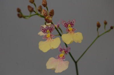 Ionicidium Popcorn 'Haruri' (4 Rispen)