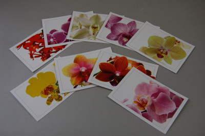 Orchideen Postkarten-Set