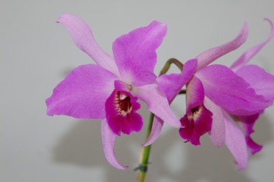 Laelia anceps x BC. Molly Tyler 'Noi'