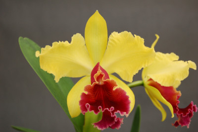 Laeliocattleya Alma Wichmann