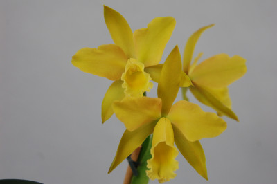 Laeliocattleya Daffodil Hybride (in Blütenscheide)