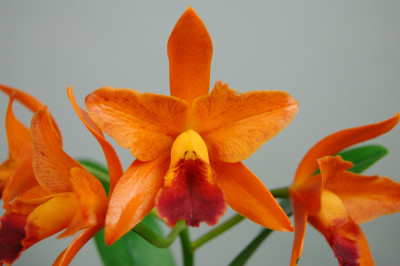 Laeliocattleya Varut Startrack