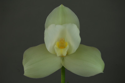 Lycaste Auburn x Highland