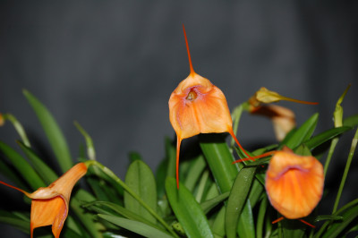 Masdevallia Amazone 'Samantha' (2-3 Stiele)