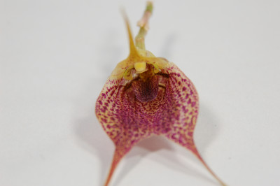 Masdevallia angulata