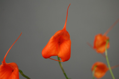 Masdevallia Southern Sun