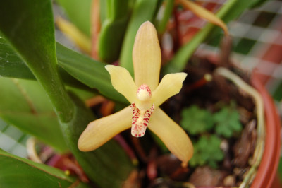 Maxillaria rufescens