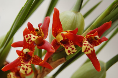 Maxillaria tenuifolia