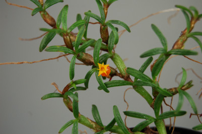 Mediocalcar decoratum