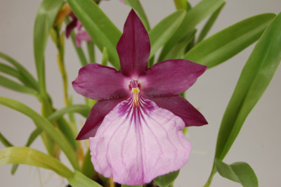 Miltonia morelliana