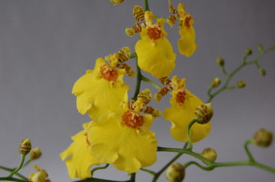 Oncidium Compact 'Joost' (1 Rispe)