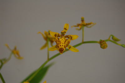 Oncidium meirax (2-3 Rispen)