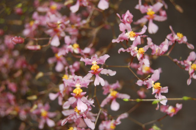 Oncidium ornithorhynchum (3-5 Blütenrispen)